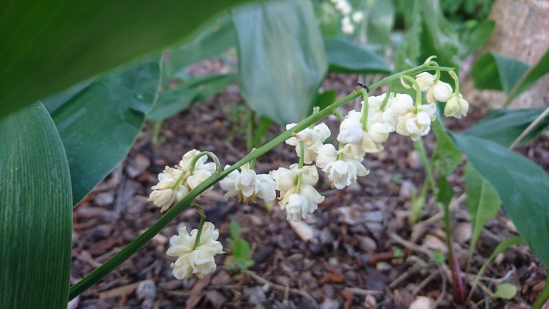 Convallaria majalis 'Prolificans'